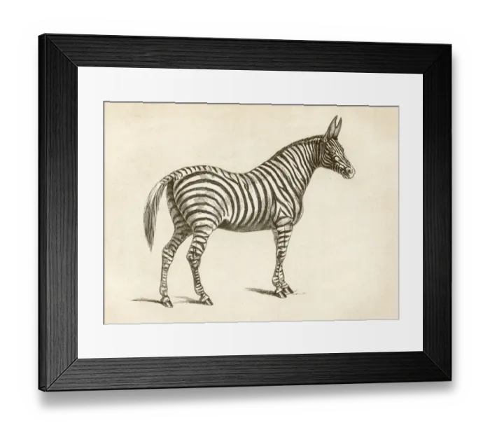 Framed Print : Zebra engraving 1851 Framed Print : Zebra engraving 1851