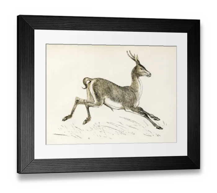 Framed Print : The gazelle engraving 1851 Framed Print : The gazelle engraving 1851