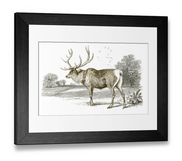 Framed Print : Stag engraving 1851 Framed Print : Stag engraving 1851