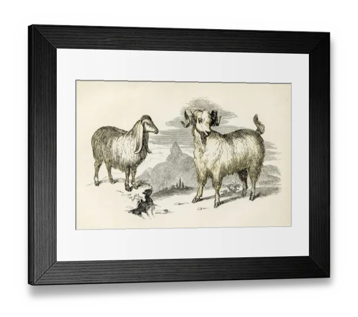 Framed Print : Syrian and Angora sheep engraving 1851