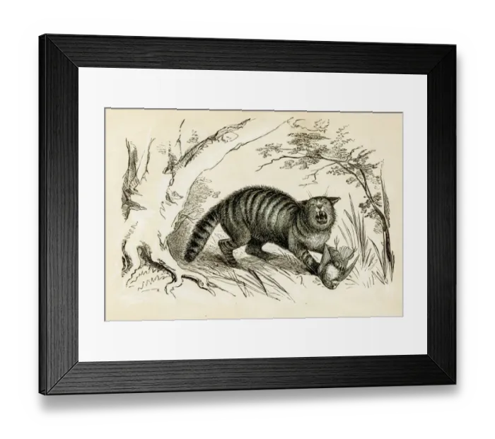 Framed Print : Wild cat engraving 1851 Framed Print : Wild cat engraving 1851