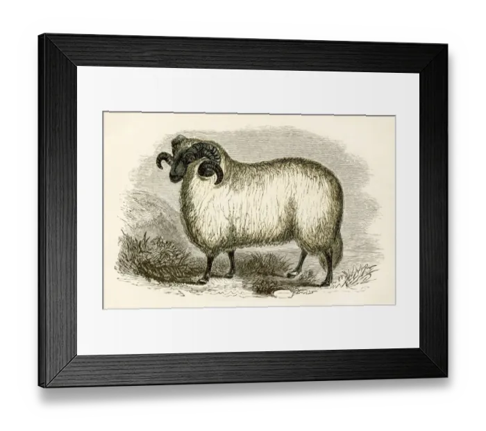 Framed Print : The Heath ram engraving 1851