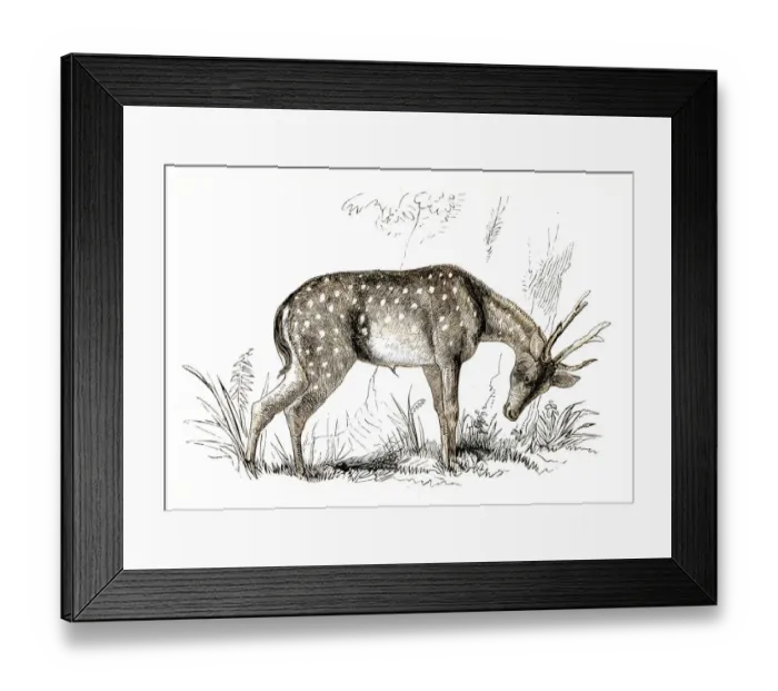 Framed Print : The axis deer engraving 1851 Framed Print : The axis deer engraving 1851