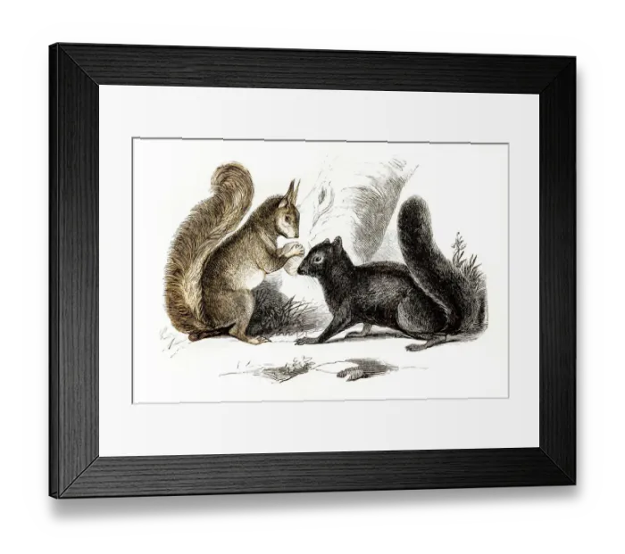 Framed Print : Squirrels engraving 1851 Framed Print : Squirrels engraving 1851