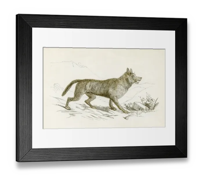 Framed Print : Wolf engraving 1851 Framed Print : Wolf engraving 1851