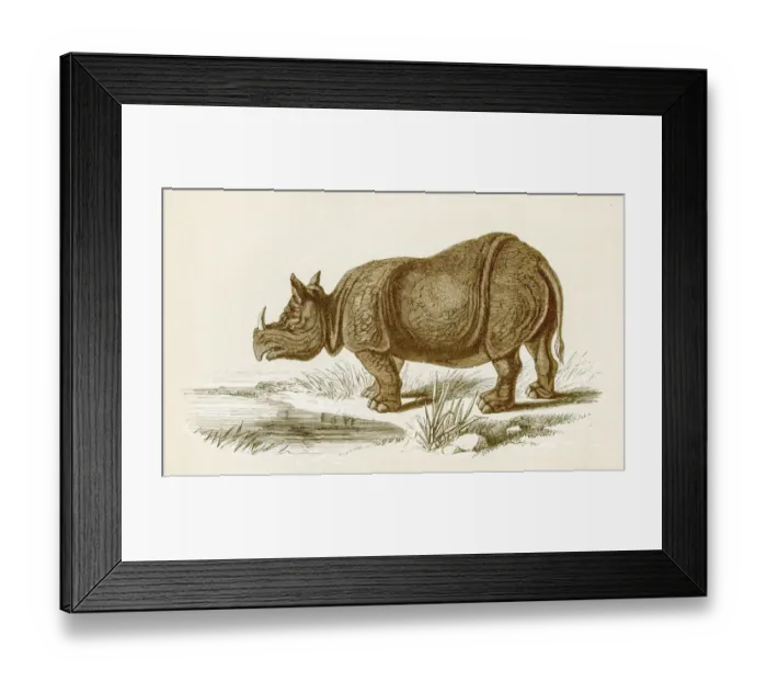 Framed Print : Rhinocerus engraving 1851 Framed Print : Rhinocerus engraving 1851