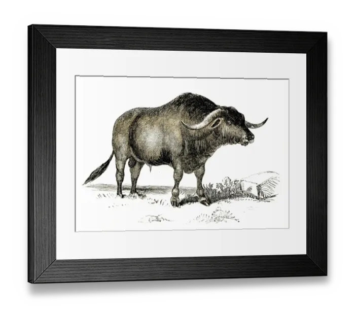 Framed Print : Syrian ox engraving 1851 Framed Print : Syrian ox engraving 1851