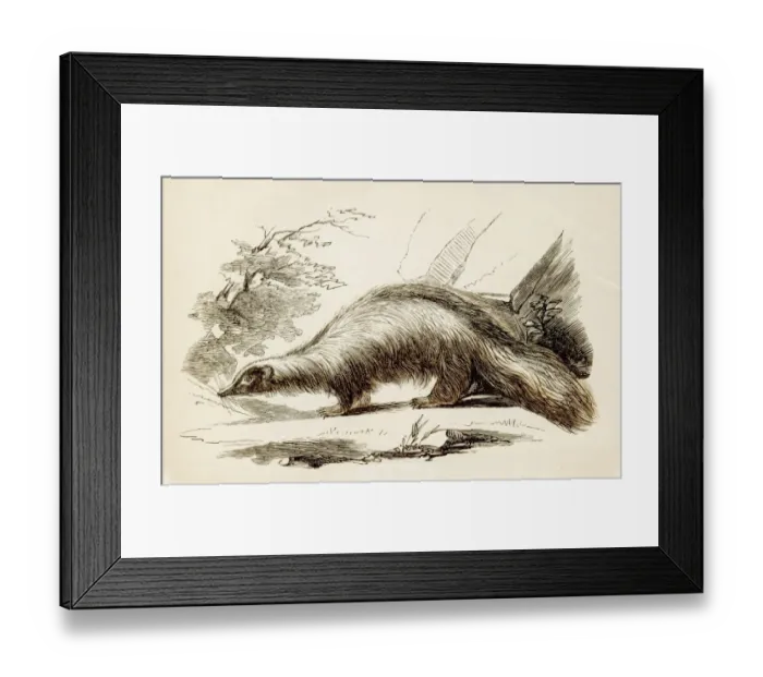 Framed Print : Skunk engraving 1851 Framed Print : Skunk engraving 1851