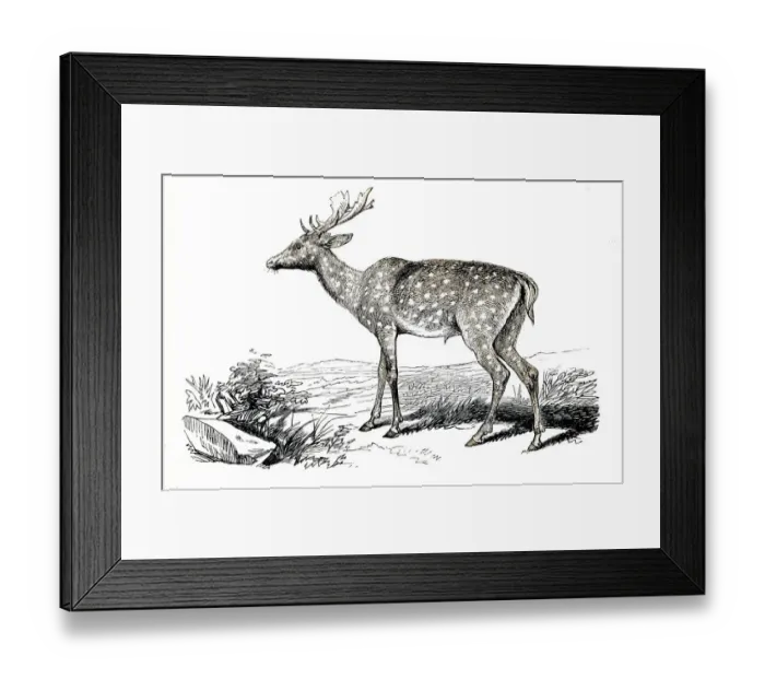 Framed Print : The fallow deer engraving 1851