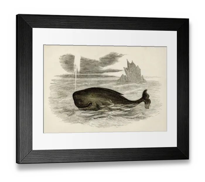 Framed Print : Sperm whale engraving 1851 Framed Print : Sperm whale engraving 1851