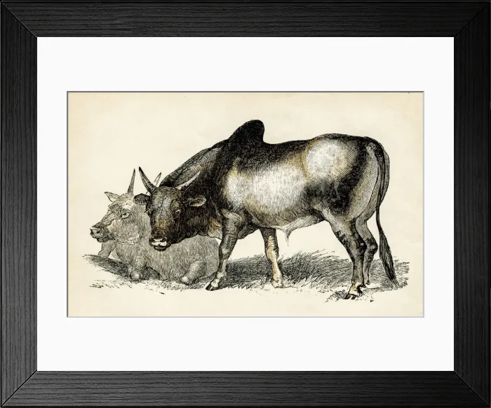 Framed Print : brhamin bull engraving 1851 Framed Print : brhamin bull engraving 1851