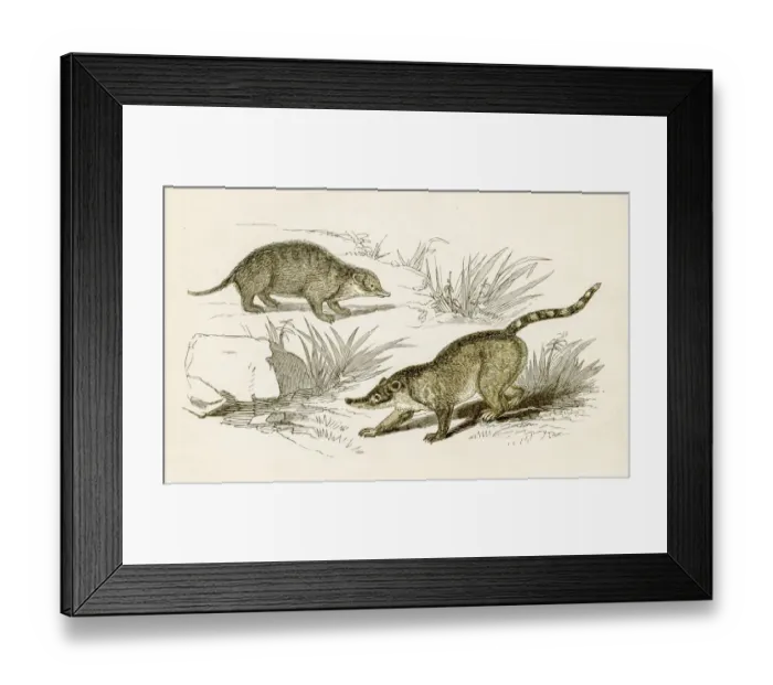 Framed Print : Coati engraving 1851 Framed Print : Coati engraving 1851