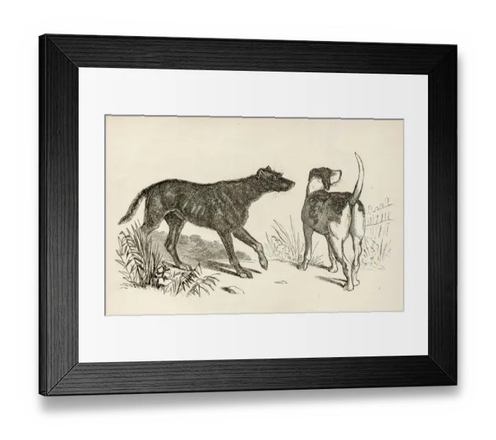 Framed Print : Lurcher and Foxhound dogs engraving 1851 Framed Print : Lurcher and Foxhound dogs engraving 1851