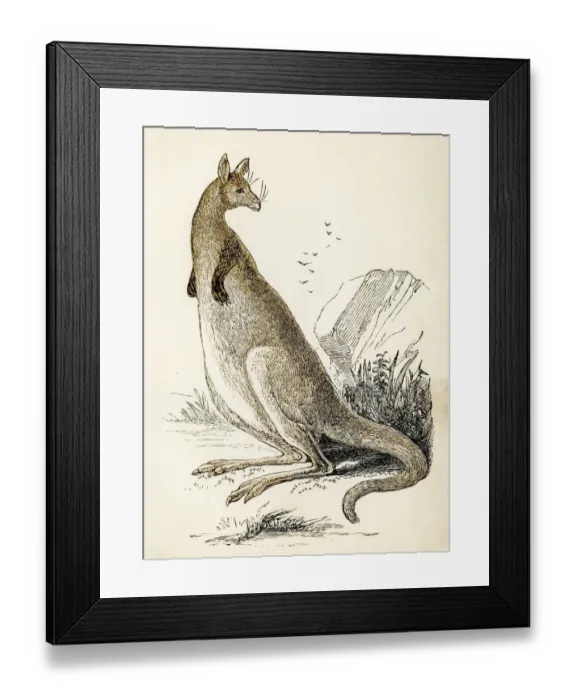 Framed Print : Kangaroo engraving 1851 Framed Print : Kangaroo engraving 1851