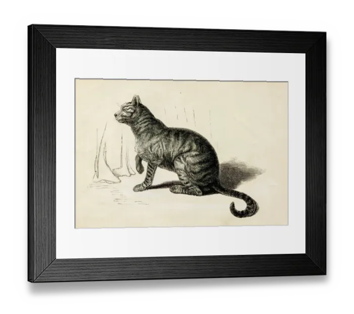 Framed Print : Domestic cat engraving 1851 Framed Print : Domestic cat engraving 1851