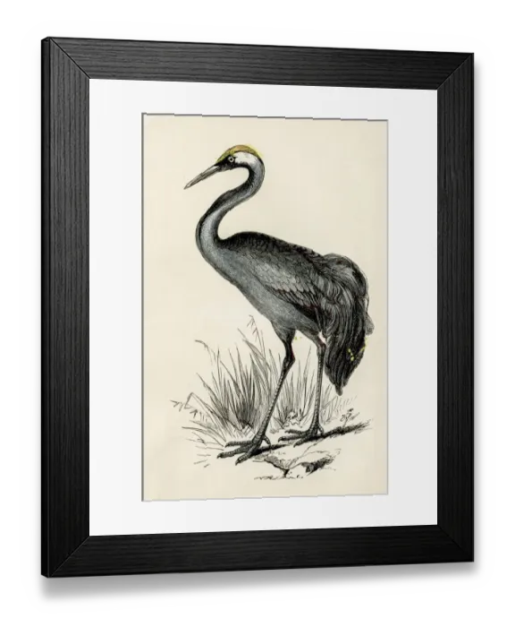 Framed Print : Crane bird engraving 1851 Framed Print : Crane bird engraving 1851