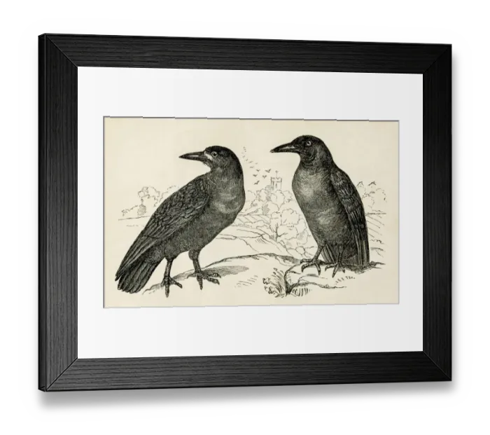 Framed Print : Crow bird engraving 1851 Framed Print : Crow bird engraving 1851