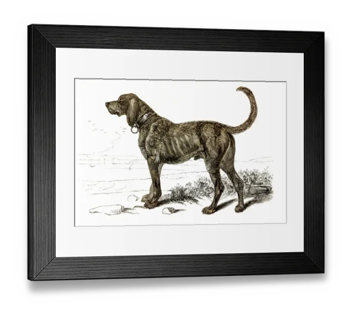 Framed Print : Mastiff dog engraving 1851 Framed Print : Mastiff dog engraving 1851