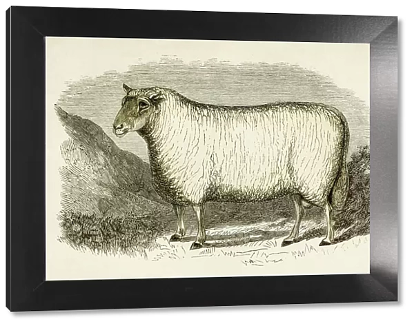 Cheviot ram engraving 1851