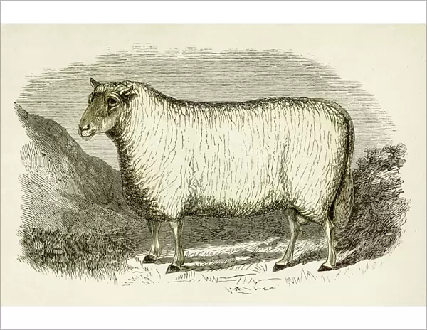 Cheviot ram engraving 1851