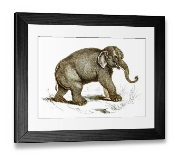 Framed Print : Elephant engraving 1851 Framed Print : Elephant engraving 1851