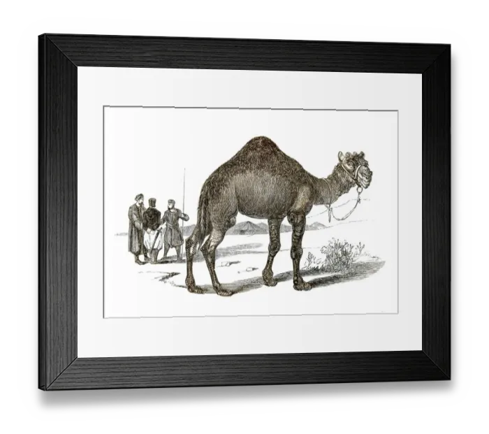 Framed Print : Dromedary engraving 1851