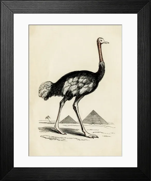 Framed Print : Ostrich bird engraving 1851 Framed Print : Ostrich bird engraving 1851