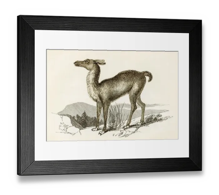 Framed Print : Llama engraving 1851