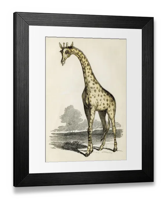 Framed Print : Giraffe engraving 1851 Framed Print : Giraffe engraving 1851