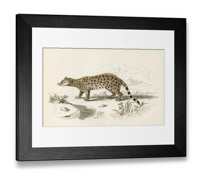 Framed Print : Gennet engraving 1851 Framed Print : Gennet engraving 1851