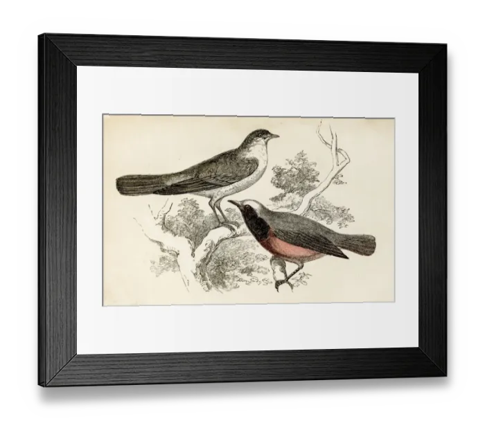 Framed Print : Nightingale bird engraving 1851 Framed Print : Nightingale bird engraving 1851
