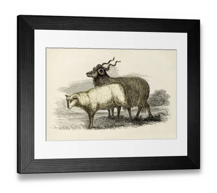 Framed Print : Leicester sheep engraving 1851