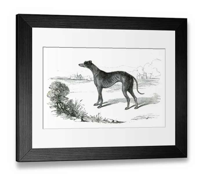 Framed Print : Greyhound dog engraving 1851 Framed Print : Greyhound dog engraving 1851