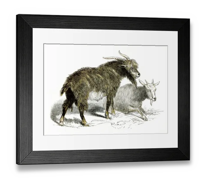 Framed Print : Goats engraving 1851 Framed Print : Goats engraving 1851