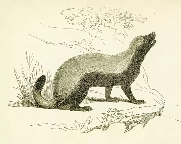 Honey badger engraving 1851