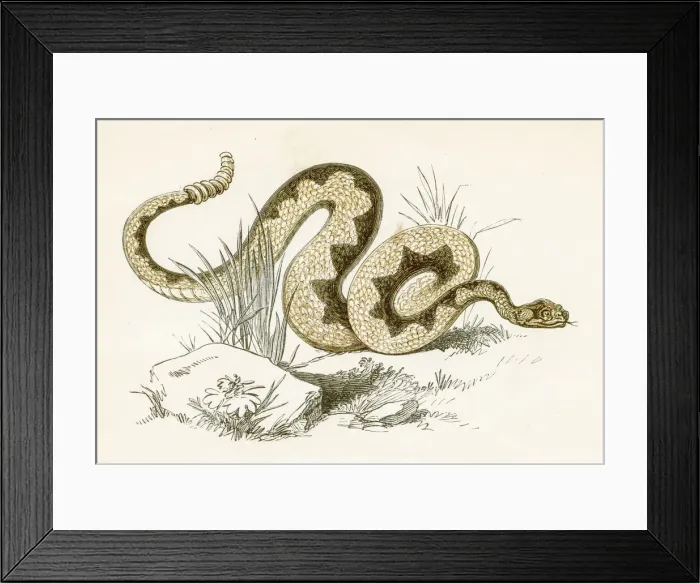 Framed Print : Rattlesnake engraving 1851 Framed Print : Rattlesnake engraving 1851
