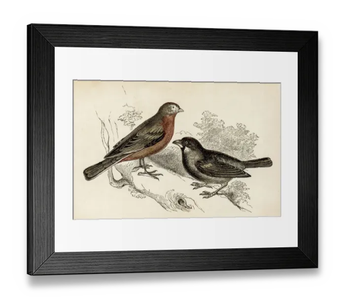 Framed Print : Linnet and Sparrow bird engraving 1851 Framed Print : Linnet and Sparrow bird engraving 1851