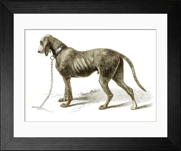 Framed Print : Bloodhound dog engraving 1851 Framed Print : Bloodhound dog engraving 1851