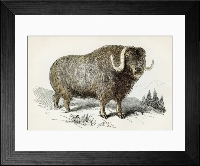 Framed Print : Musk bull engraving 1851 Framed Print : Musk bull engraving 1851
