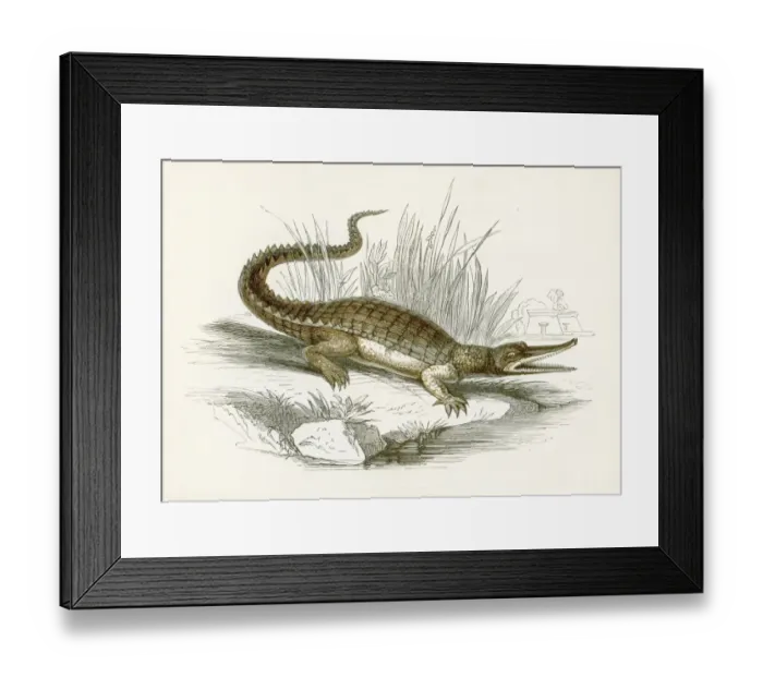 Framed Print : Cocodrile engraving 1851 Framed Print : Cocodrile engraving 1851