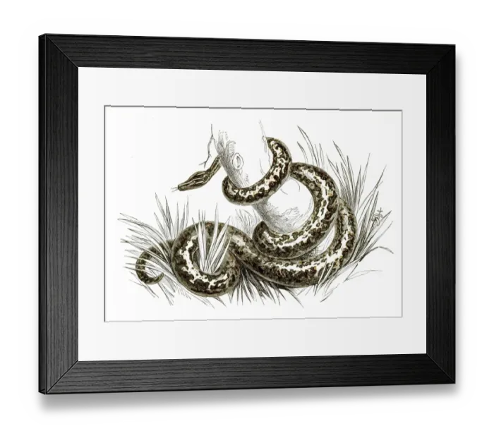 Framed Print : Boa constrictor engraving 1851