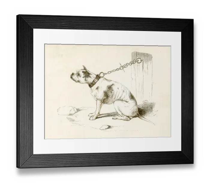 Framed Print : Bulldog engraving 1851 Framed Print : Bulldog engraving 1851