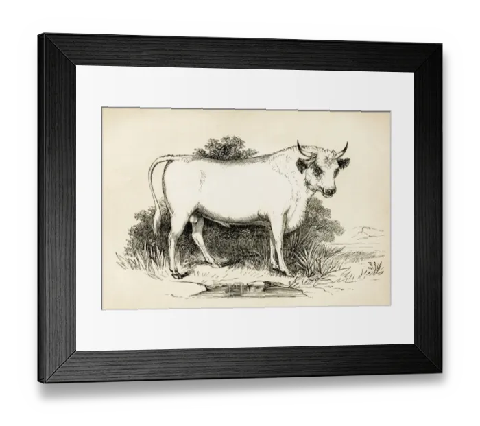 Framed Print : Bull engraving 1851 Framed Print : Bull engraving 1851