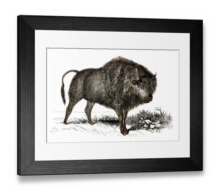 Framed Print : Bison engraving 1851