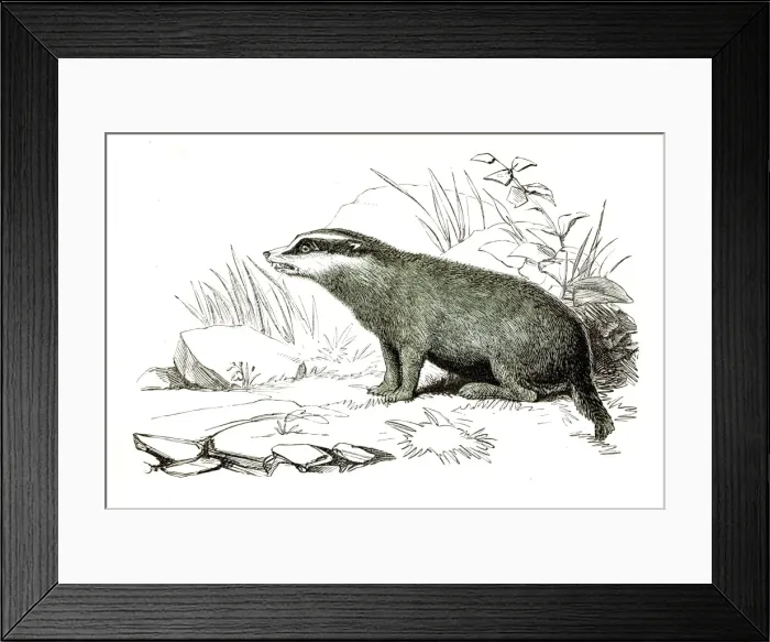 Framed Print : Badger engraving 1851 Framed Print : Badger engraving 1851