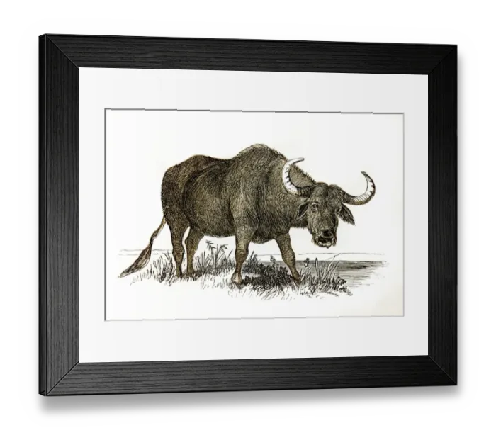 Framed Print : Buffalo engraving 1851 Framed Print : Buffalo engraving 1851
