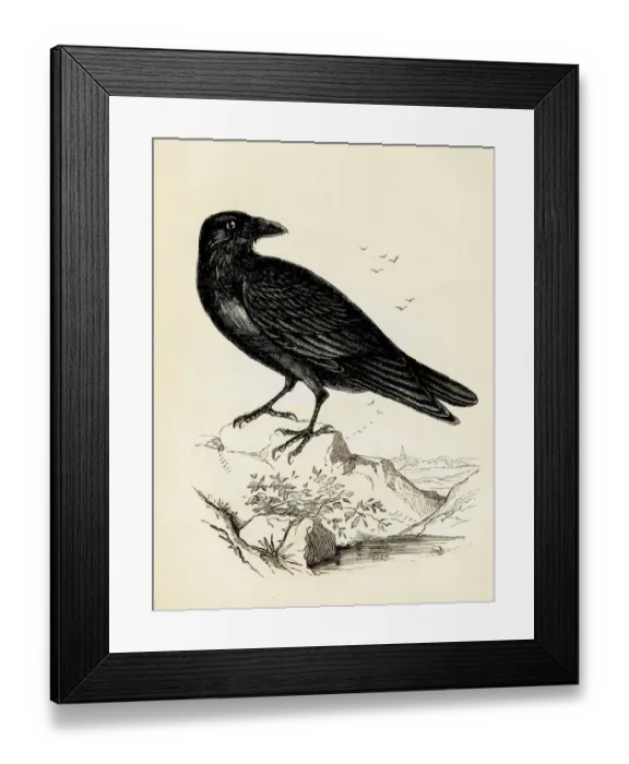Framed Print : Raven bird engraving 1851 Framed Print : Raven bird engraving 1851