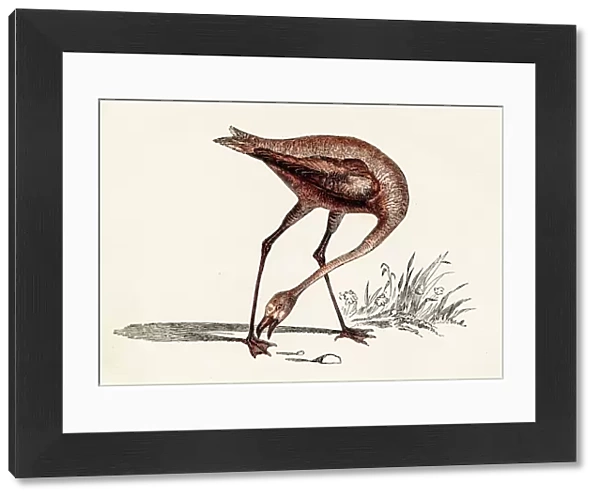 Flamingo bird engraving 1851