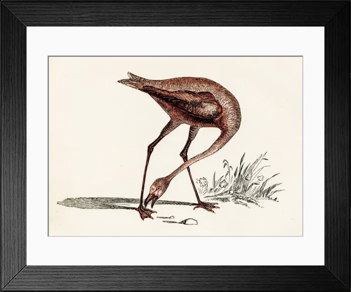 Framed Print : Flamingo bird engraving 1851 Framed Print : Flamingo bird engraving 1851
