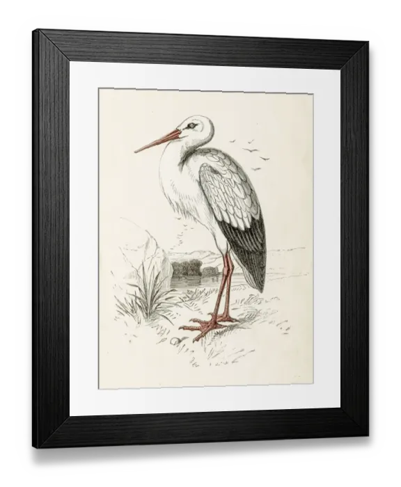 Framed Print : bird engraving 1851 Framed Print : bird engraving 1851
